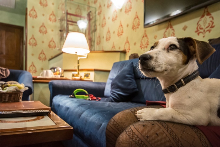 Holidays with your furry companions  Art Hotel Commercianti Bologne